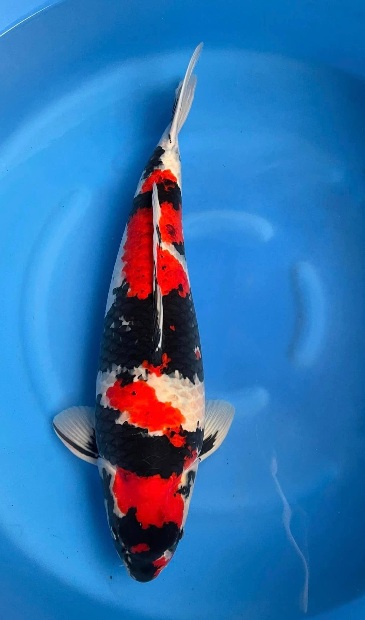Cá Koi Kohaku cao cấp