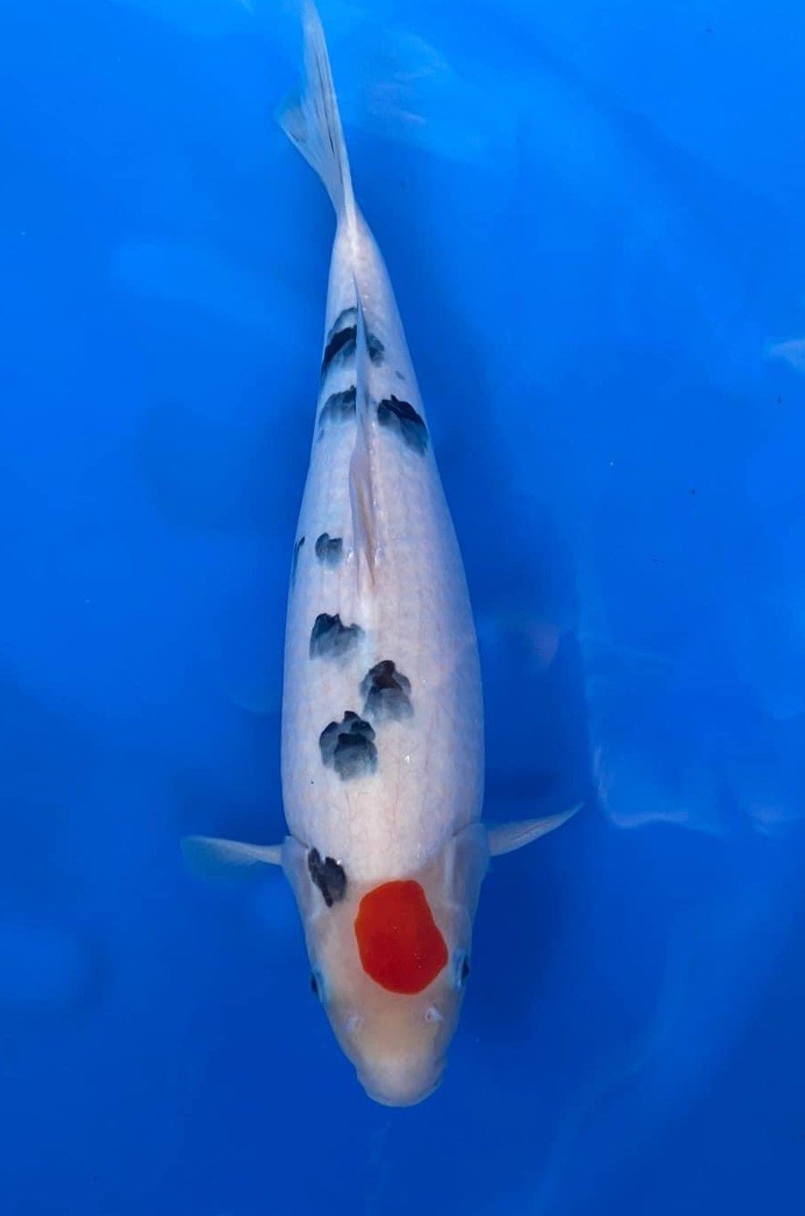 Cận cảnh Koi